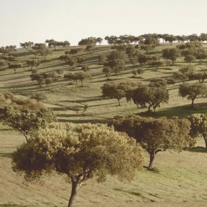 Rolling Hills and Cork Oaks Rolling Hills and Cork Oaks
