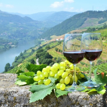 Douro's Wine Tasting Tours Douro's Wine Tasting Tours