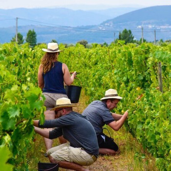 Grape Harvest Grape Harvest